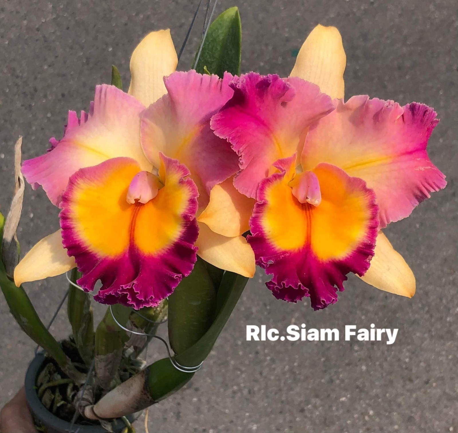 Cattleya Orchid Variety-BUNDLE of 5, 3.5 Inch Pots, Seedlings, See Description