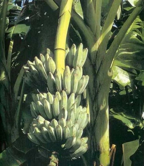 ICE CREAM (BLUE JAVA)Live Musa Banana Tree-WELL ROOTED STARTER PLANT