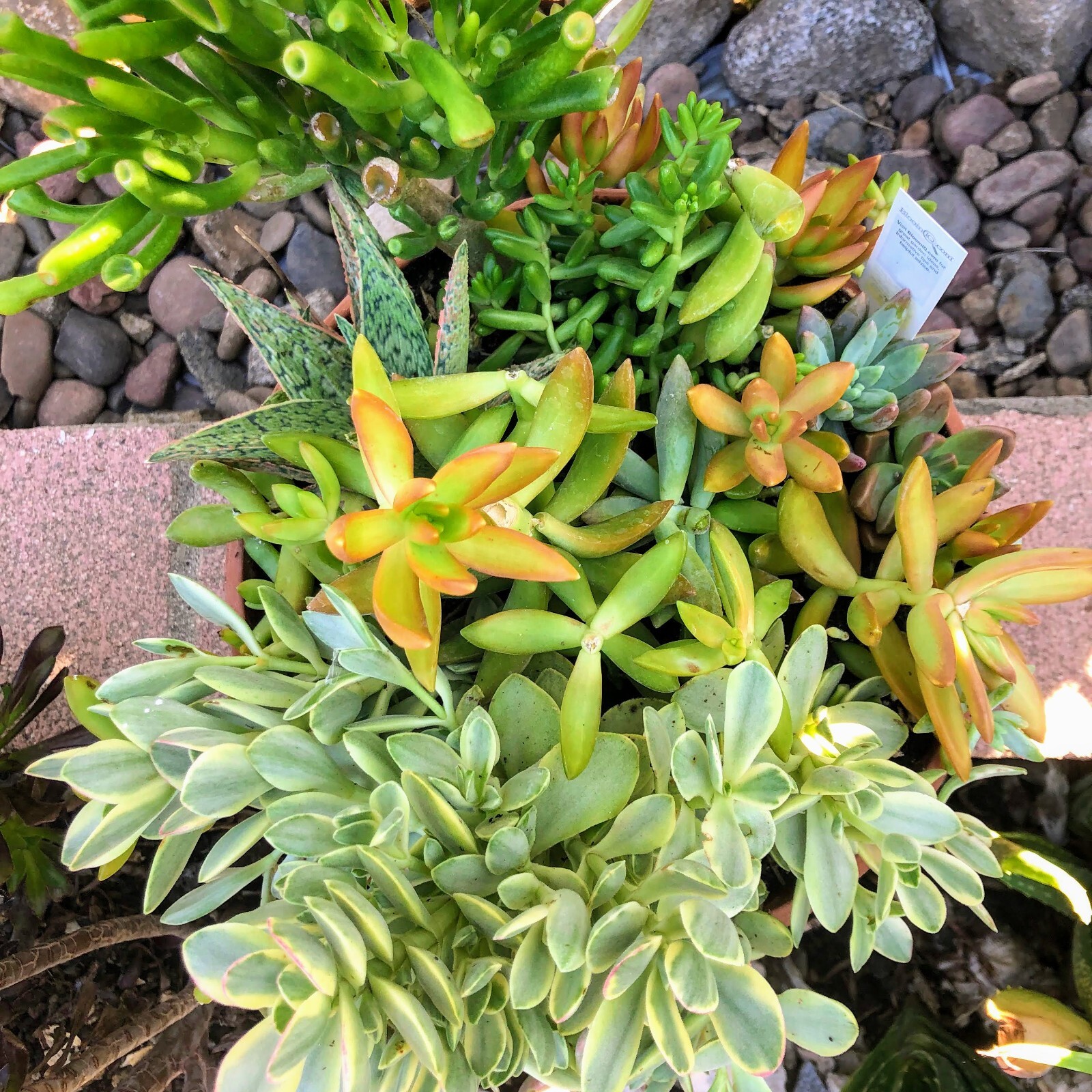 Assorted Succulent Cuttings, Wedding/Party Favors/Gifts. No Repeat, Unique& Rare