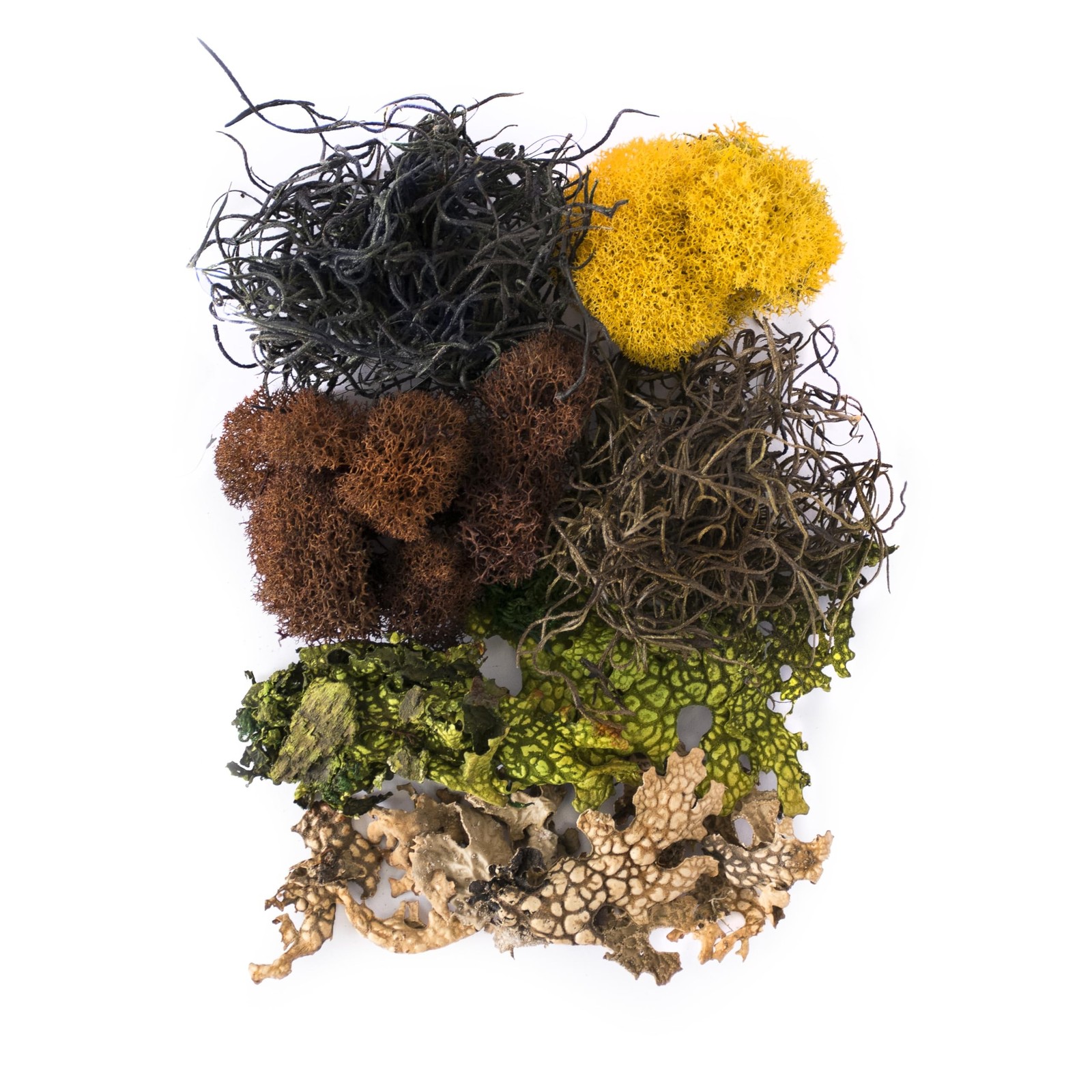 SuperMoss (23302) Moss Mix – Premium Decorative Moss for Crafts, Terrarium