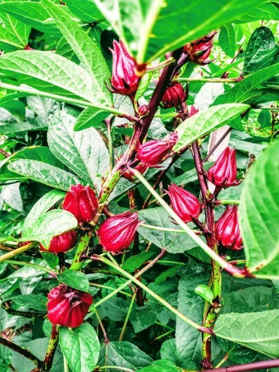 25 seed Red Hibiscus Roselle, Jamaican Sorrel, Florida Cranberry Hibiscus Seeds