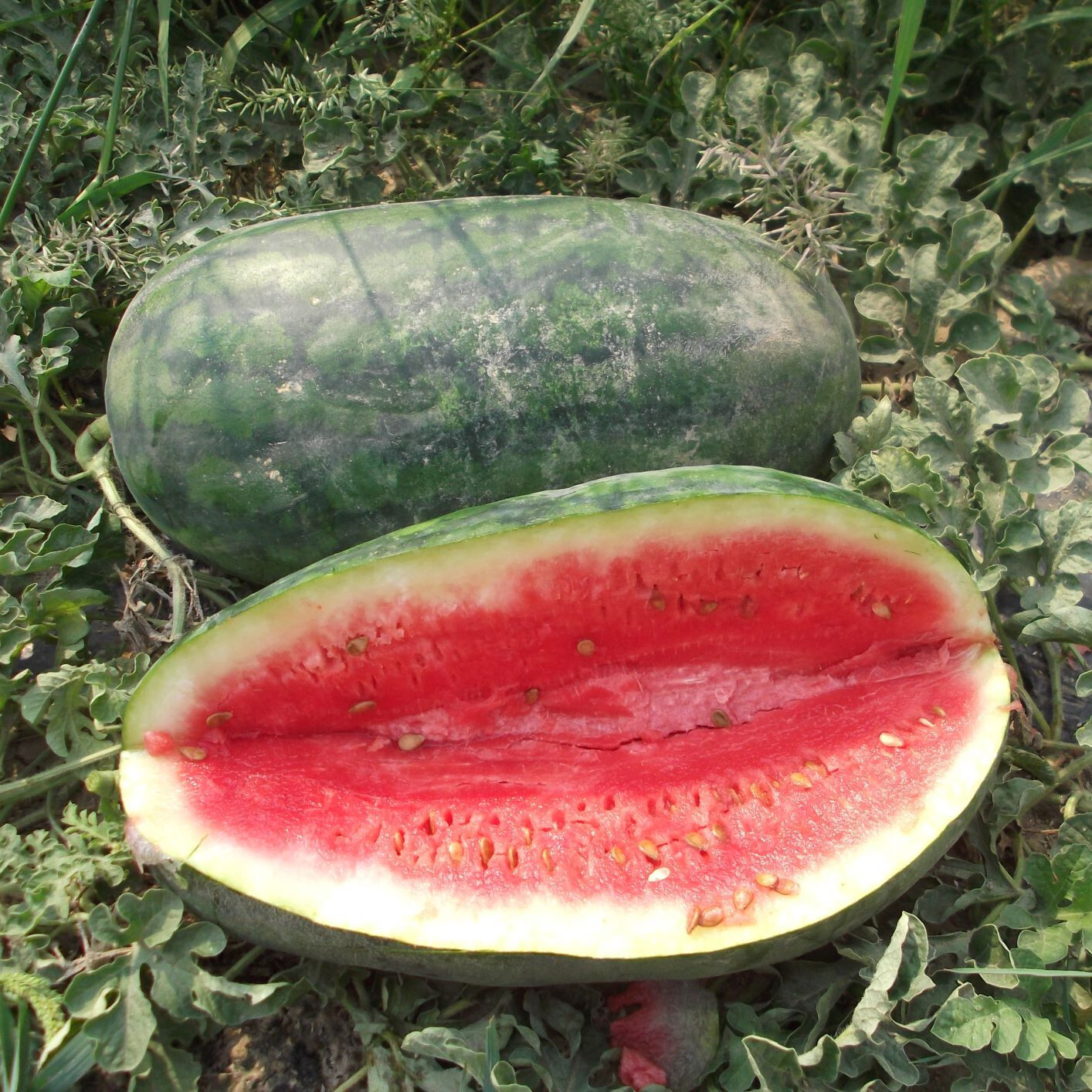 25 CONGO WATERMELON SEEDS FRESH HARVEST FOR 2024 GARDENS