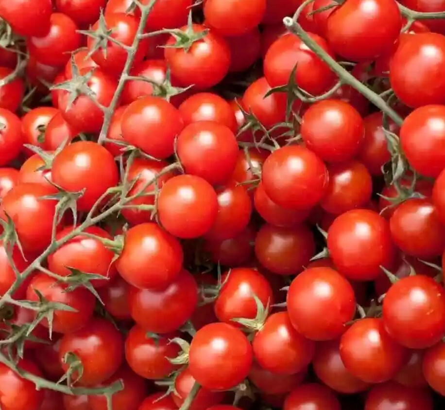 Mexico Midget Dwarf Tomato Seeds 10 Organic Seeds *Free Shipping*