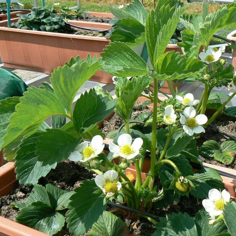 24 Strawberry Plants “Sweet Charlie”-SUPER-SWEET (Pack of 24 Bare Root)Zone: 4-9