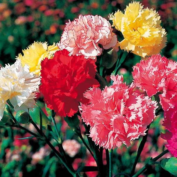 Chabaud Mix Carnation Seeds | Heirloom | Free Shipping | Flower Seeds | 1249
