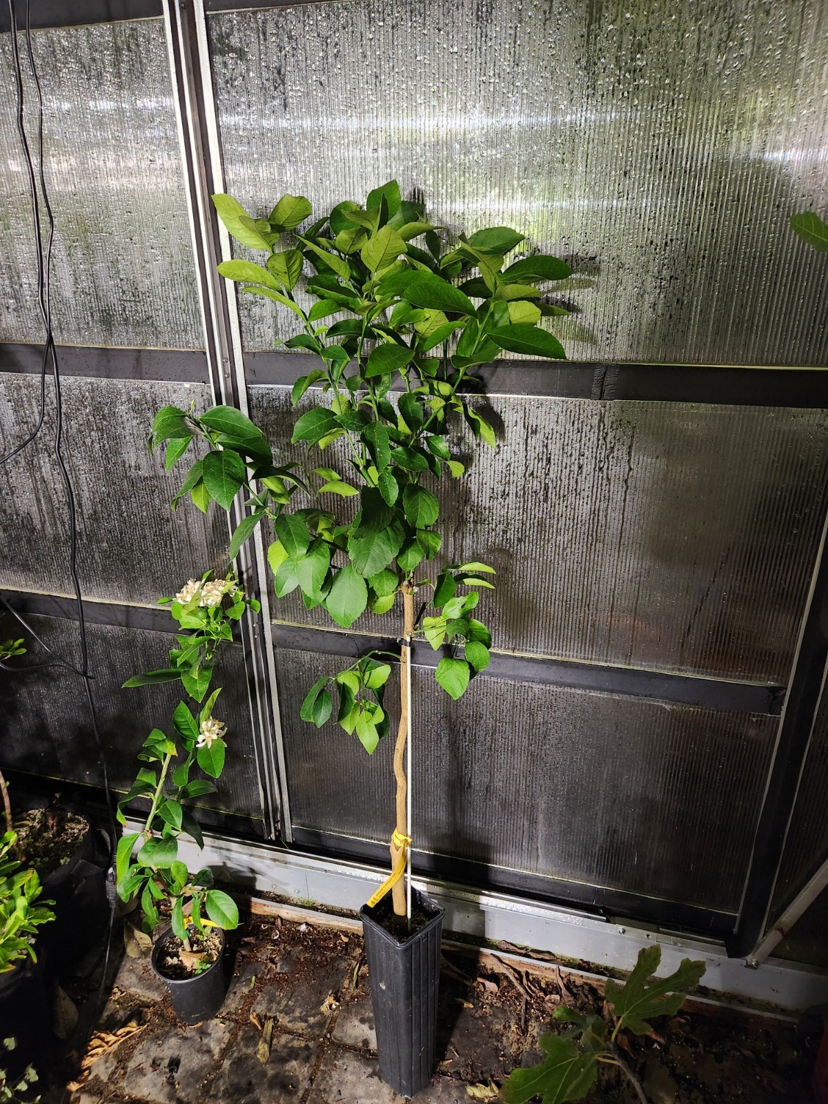 Meyer Lemon Tree With Lemons – 4 FEET TALL – ORGANIC