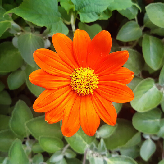 50 RED TORCH MEXICAN SUNFLOWER SEEDS / LONG LASTING ANNUAL Tithonia rotundifolia