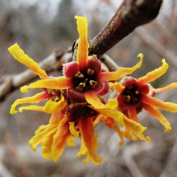 WITCHHAZEL HAMAMELIS VERNALIS STARTER LIVE PLANT 12 TO 16+ INCH SET OF 2