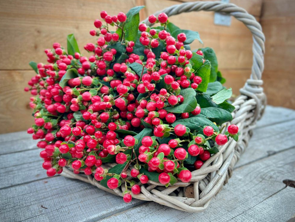 1 Live Hypericum ‘Ruby Globo’ Plant – 1–3” Tall in Plug – Ornamental Shrub
