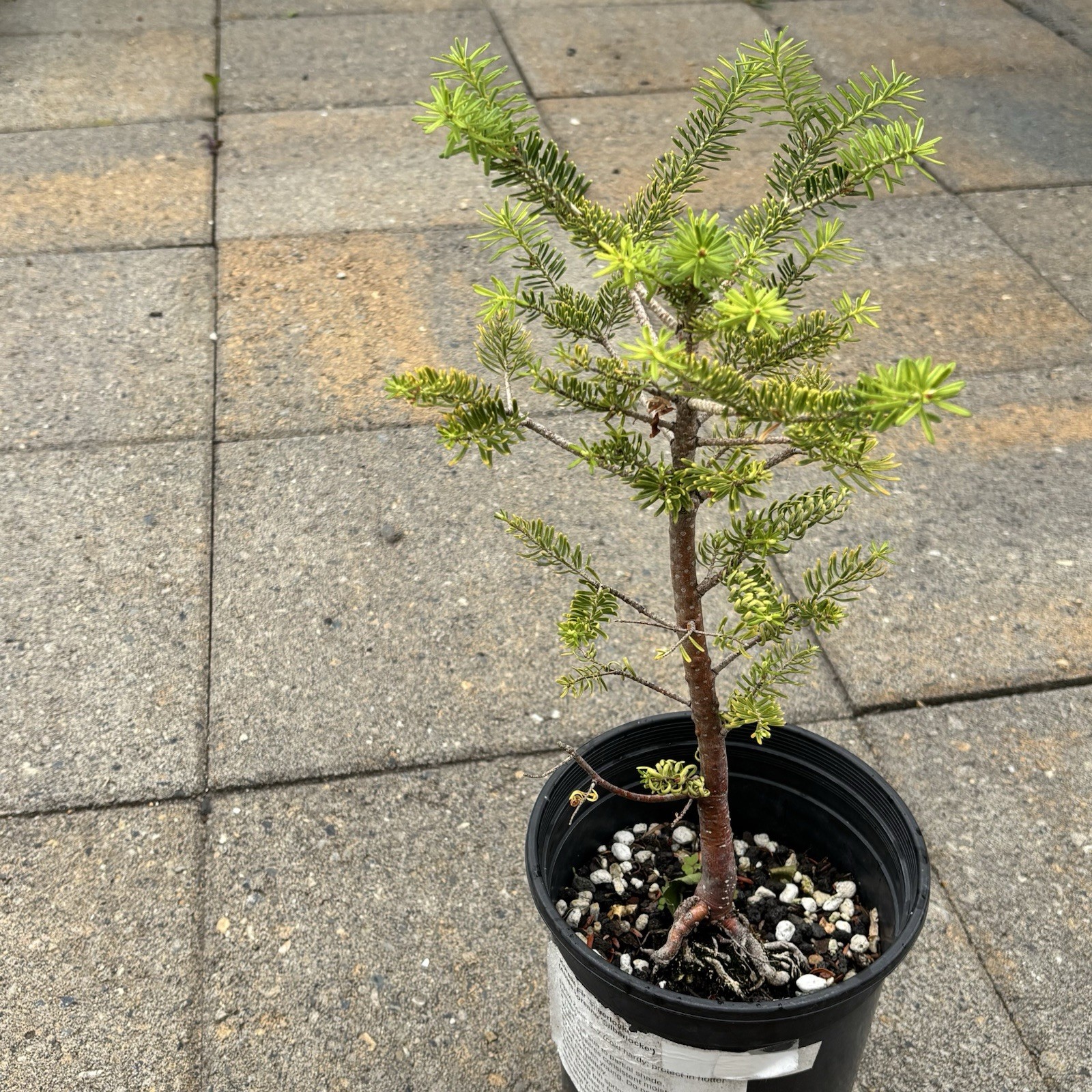Korean Fir “silberlocke” bonsai, Beautiful Reddish Bark, Very Healthy!