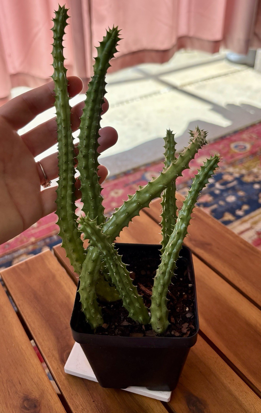 Huernia Schneideriana ‘Red Dragon’ ROOTED In 3.5″ Pot.