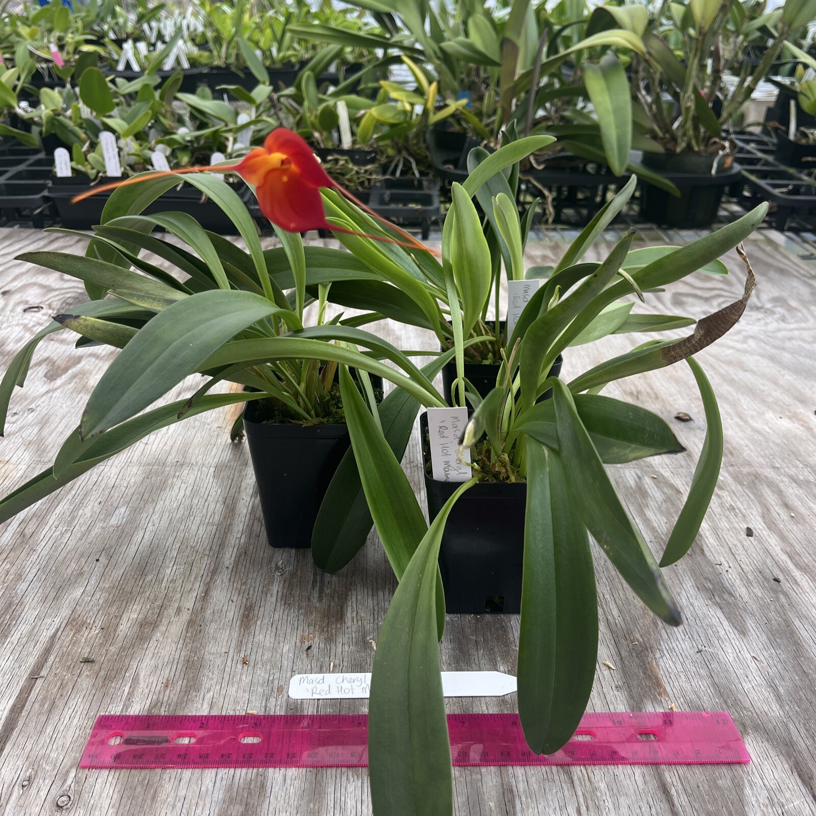 Masdevallia Division Cheryl Shohan ‘Red Hot Mama’ AM/AOS 4” Pot