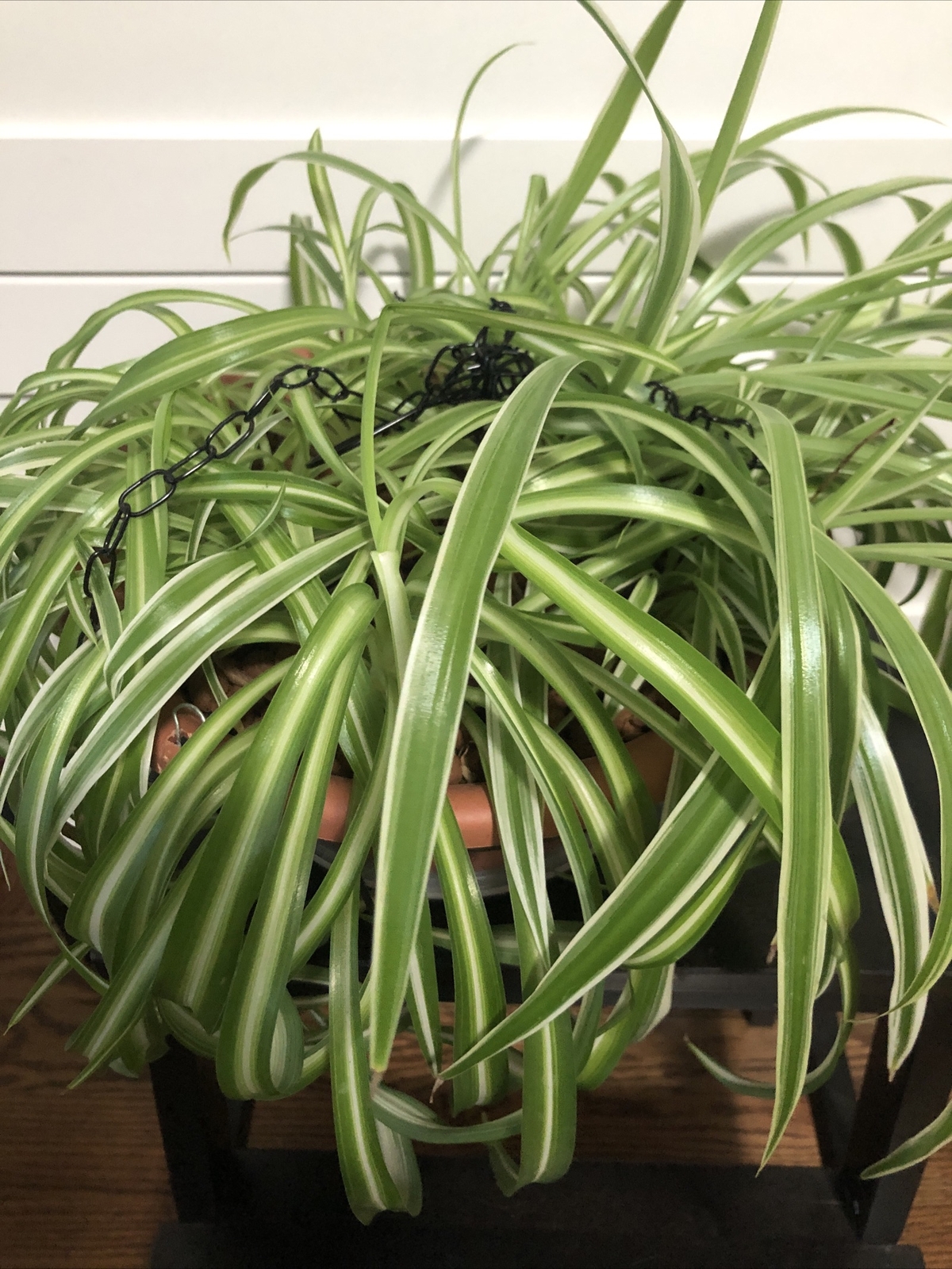 4-Rooted Spider Baby Plants/Variegated Bonnie/established plants easy to care