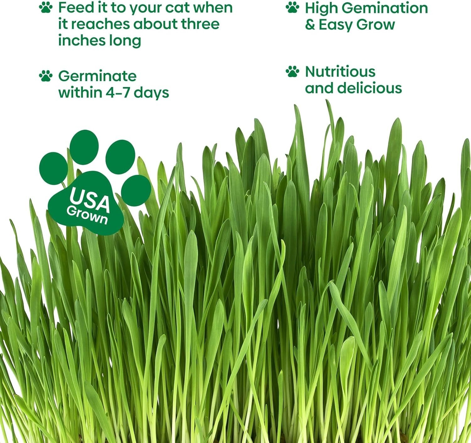 4 Ounce Indoor Cat Grass Seeds – Barley, Oats, Wheat & Rye Mix for Active Cats