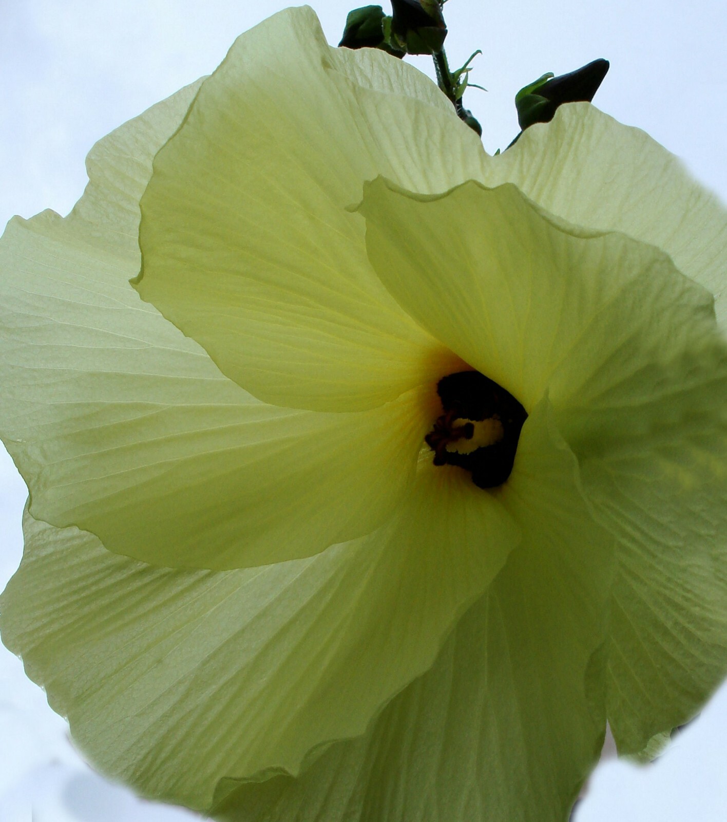 20 Seeds Hibiscus vitifolius Yellow Mallow Tropical Plant -See Description