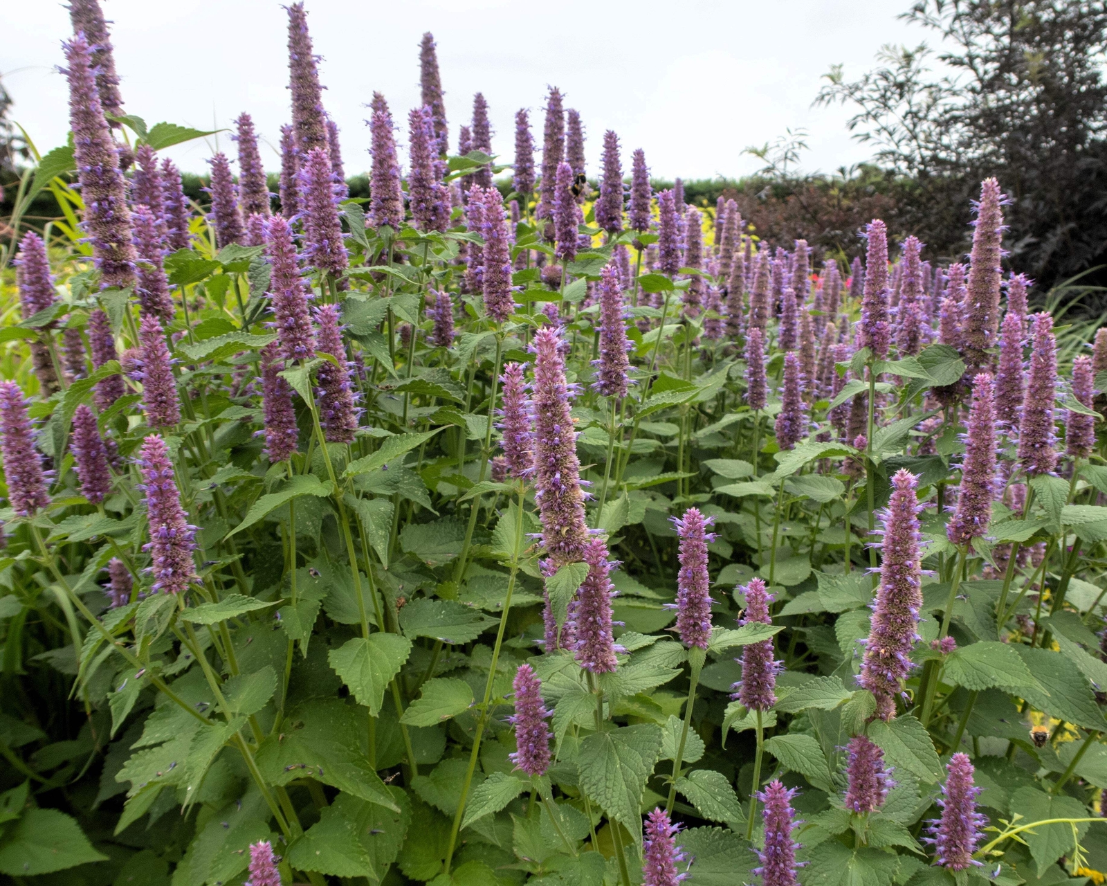 500 PURPLE ANISE HYSSOP Blue Giant Licorice Mint Agastache Foeniculum Herb Seeds