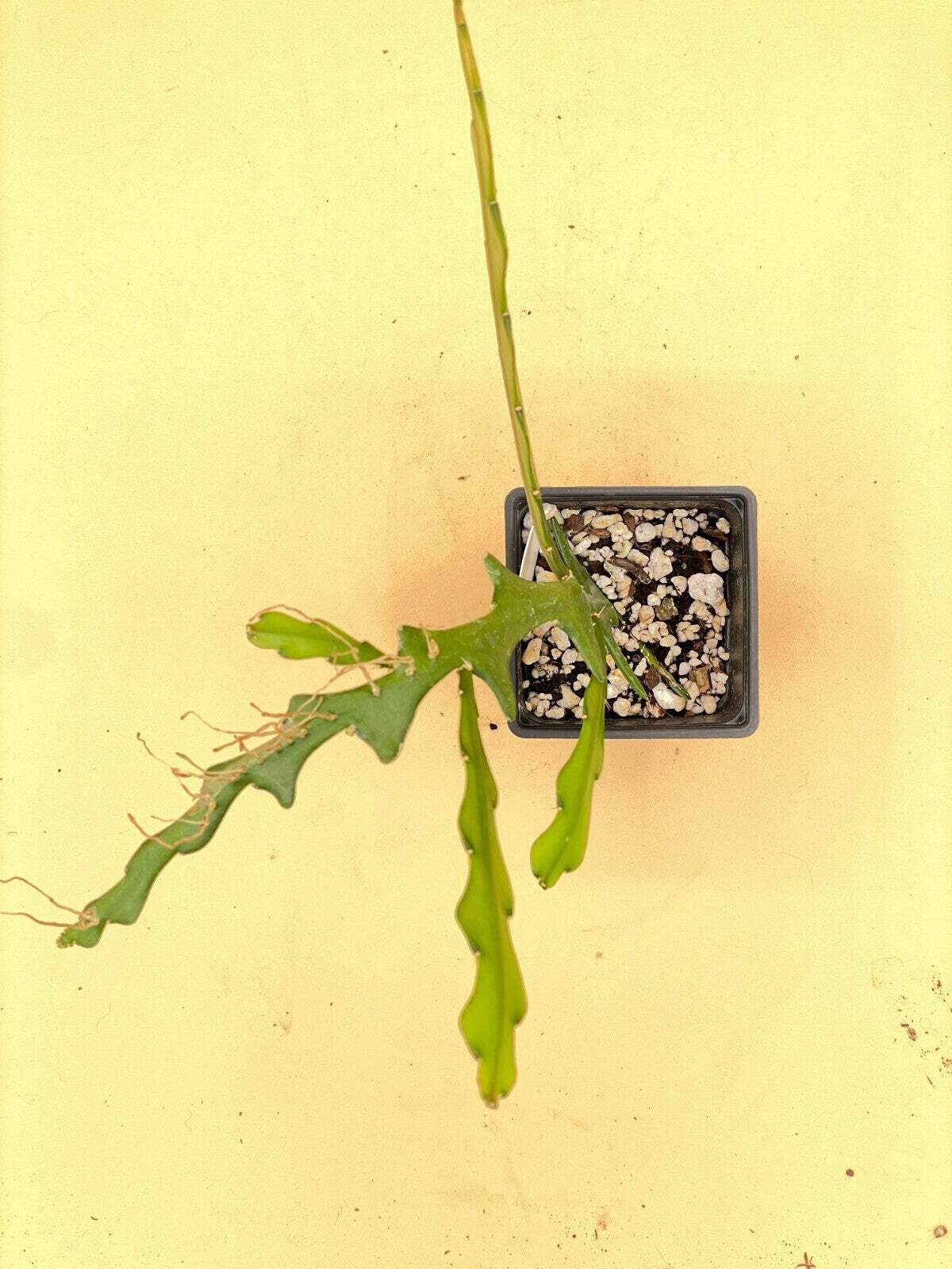 Ric-Rac Cactus – Selenicereus anthonyanus – Fully Rooted In 3″ Starter Pot