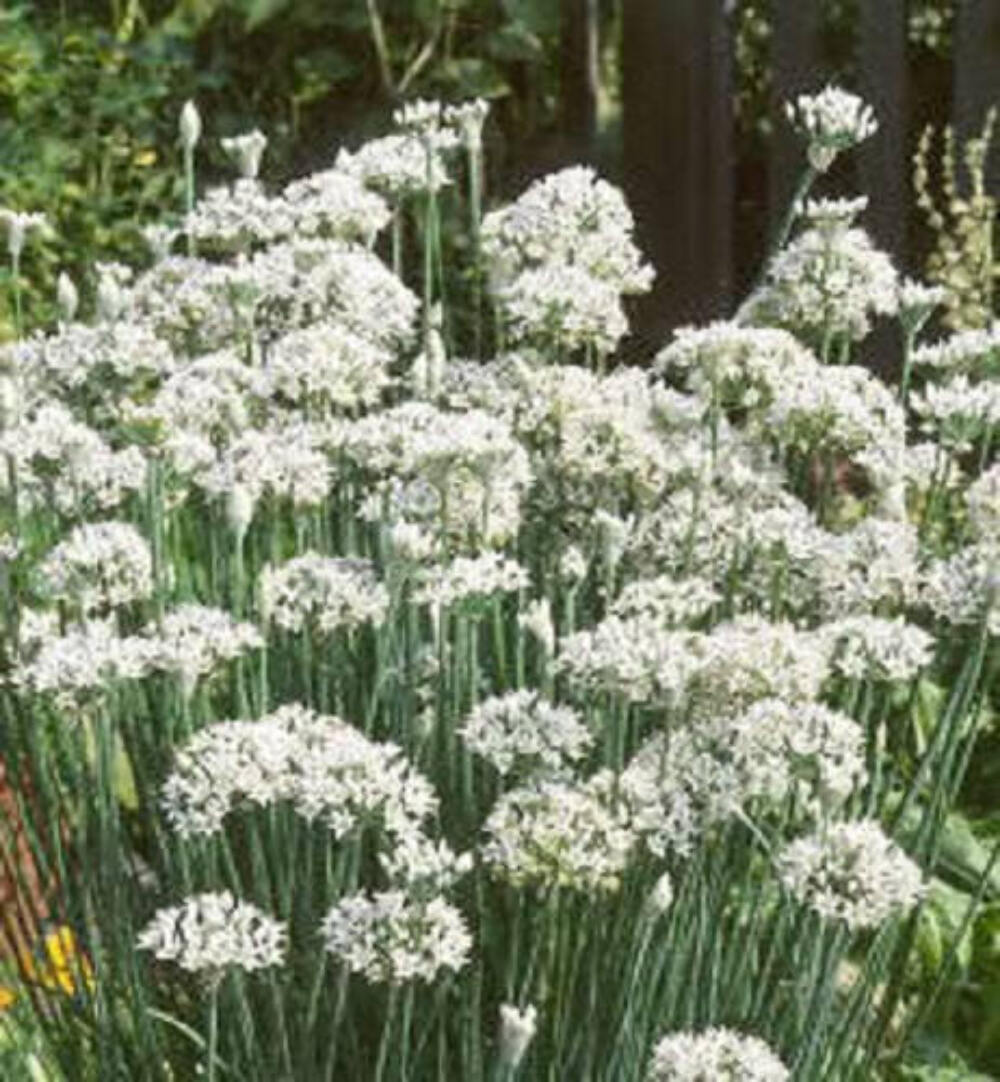 250 GARLIC CHIVE Allium Tuberosum Vegetable Seeds