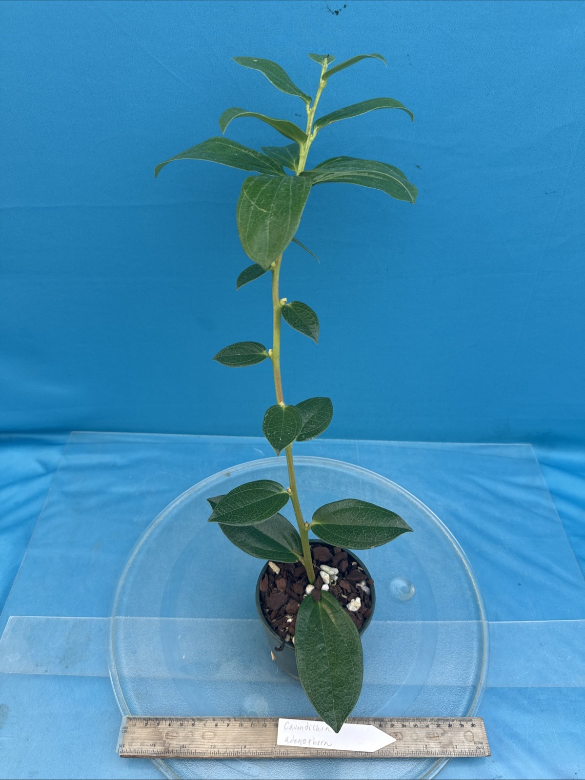 Cavendishia adenophora Pink BS Neotropical Ericaceae 4.5” Pot Tasty Berries