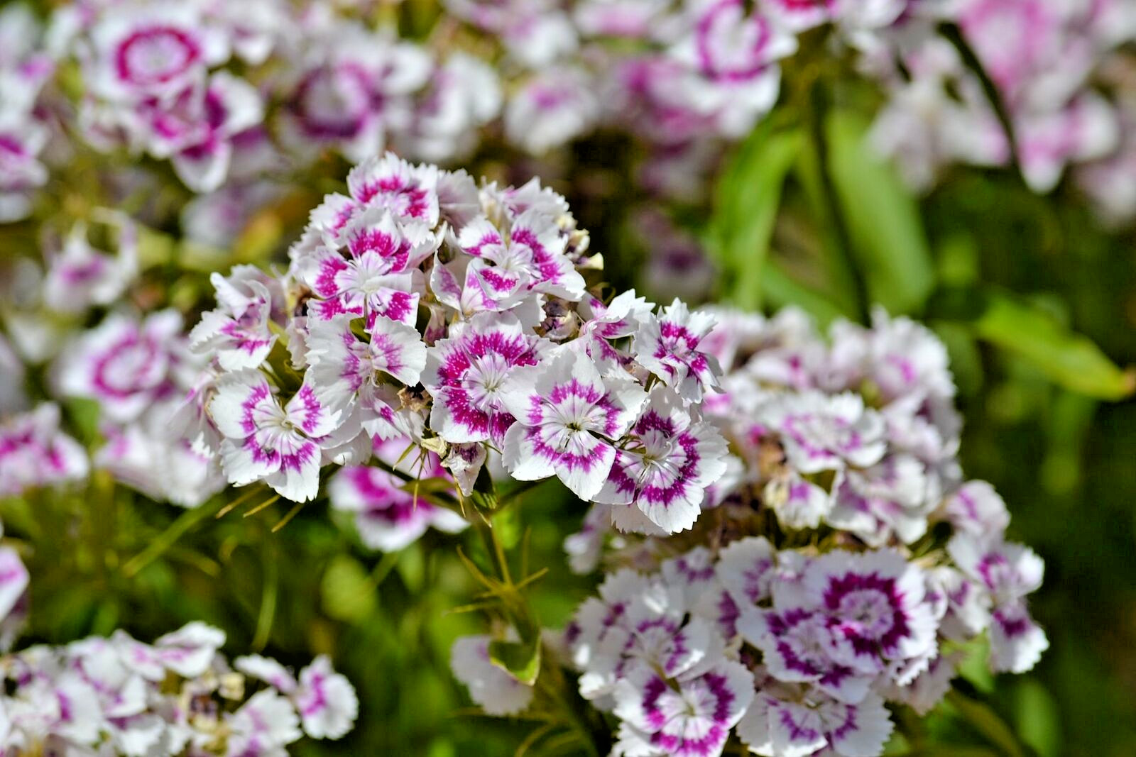 200 WHITE BICOLOR SWEET WILLIAM Seeds (Dianthus barbatus) Perennial Flower