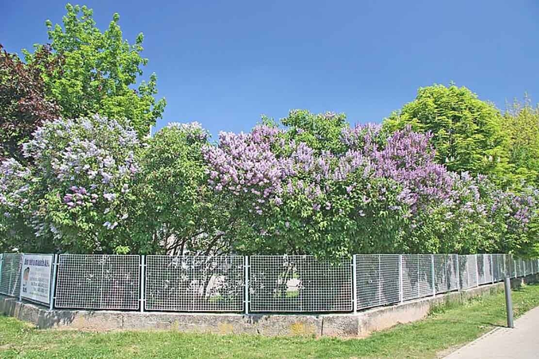 French Lilac, Syringa vulgaris, Shrub Seeds
