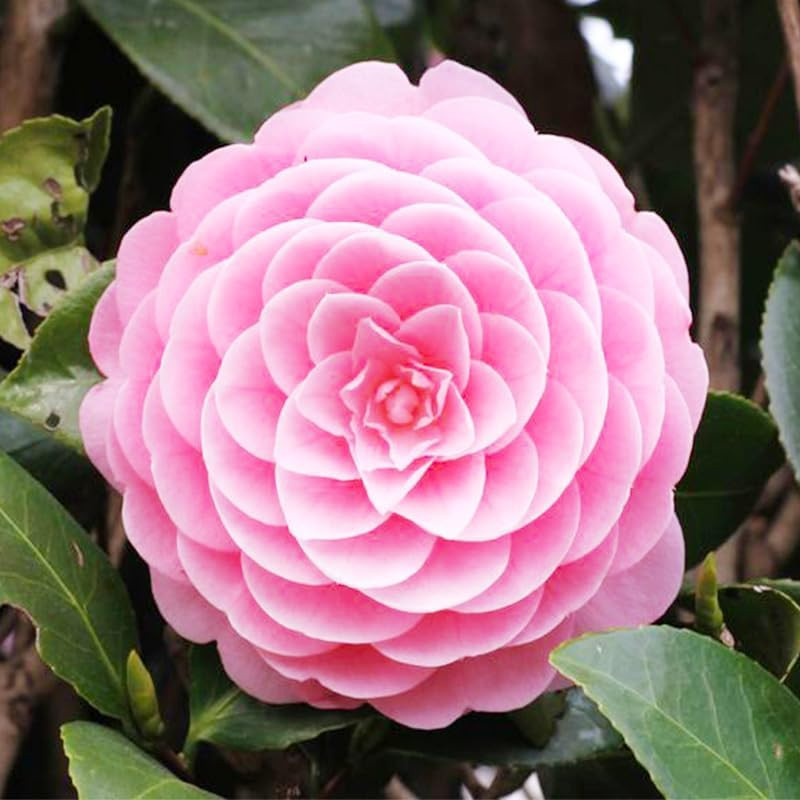 Mixed Camellia Seeds for Planting -20Pcs Non-Gmo Heirloom Camellia Seeds Rate La