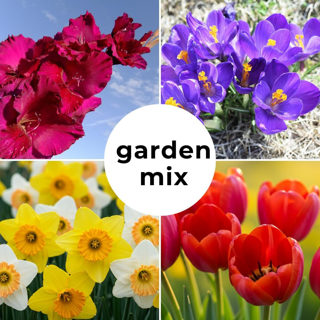 Complete Spring Flower Garden | 50 Fresh Bulbs | Bloom All Spring and Summer |