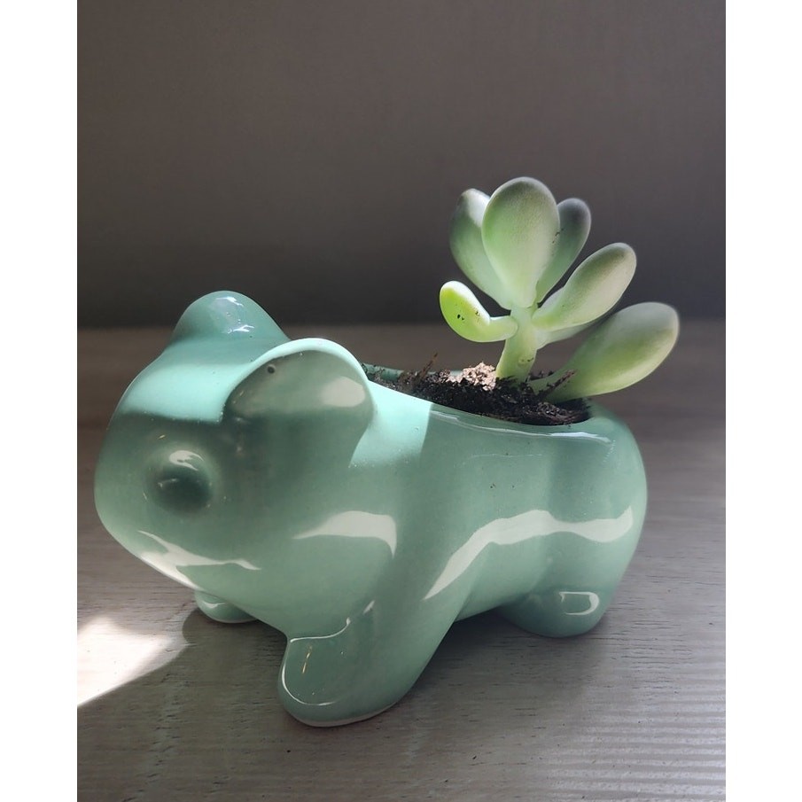 Succulent in Mint Animal Planter | Live Plant | Cute Gift