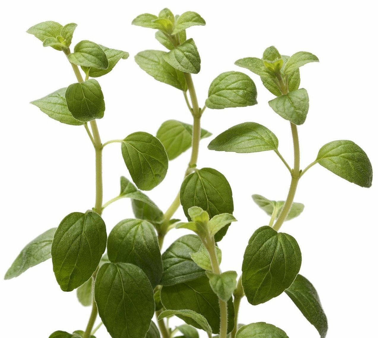 Organic Greek Oregano – Origanum vulgare
