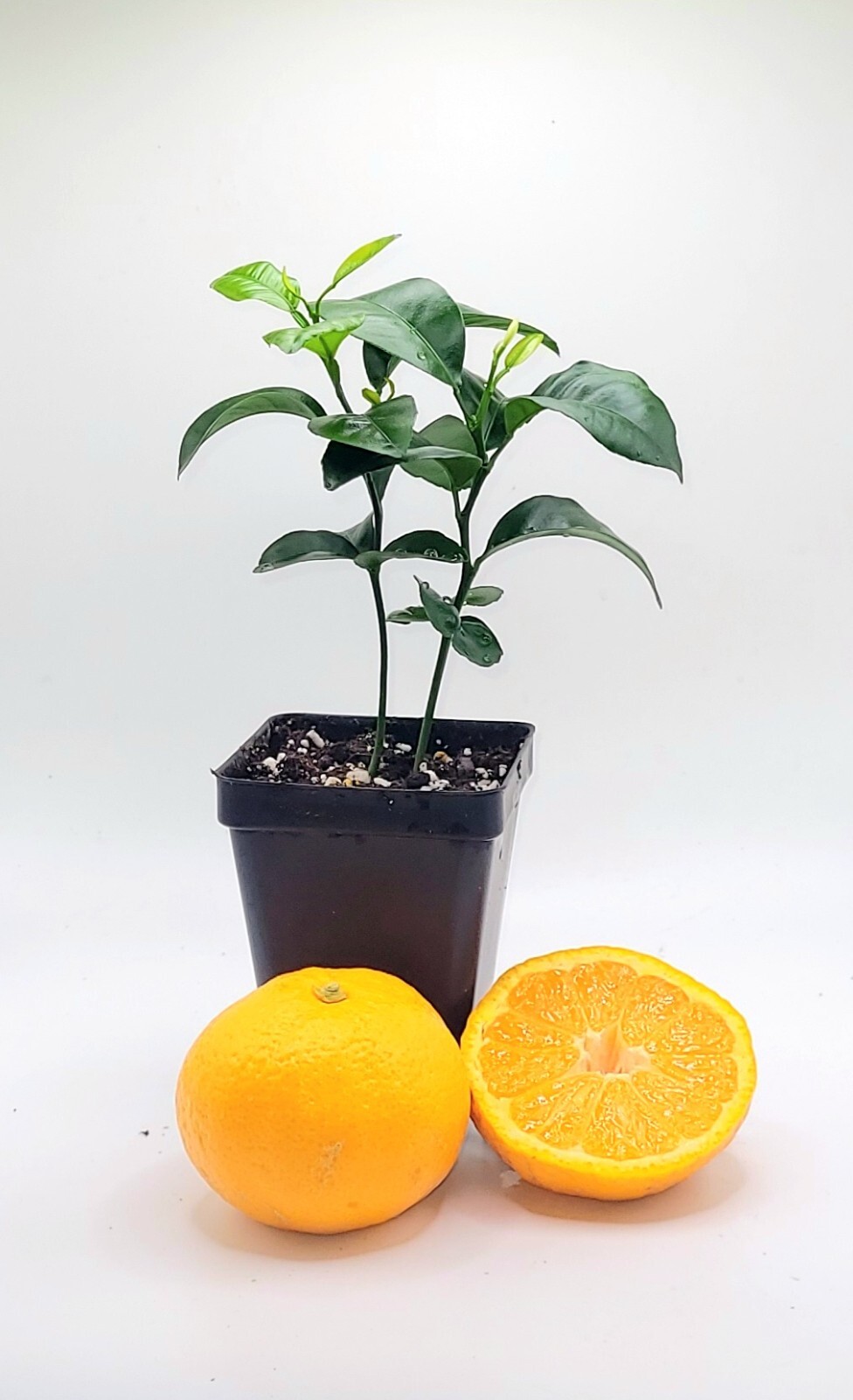 Pot of 2 Satsuma Mandarin Orange trees, 3-5 inches tall
