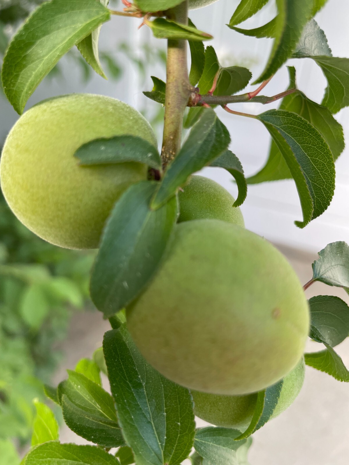 1 Japanese Ume Fruit Tree, or Plum Fruit Tree, Prunus Mume, Maesil, Tree