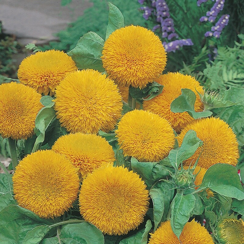 50 TEDDY BEAR SUN FLOWER FRESH HARVEST FOR 2024 GARDENS