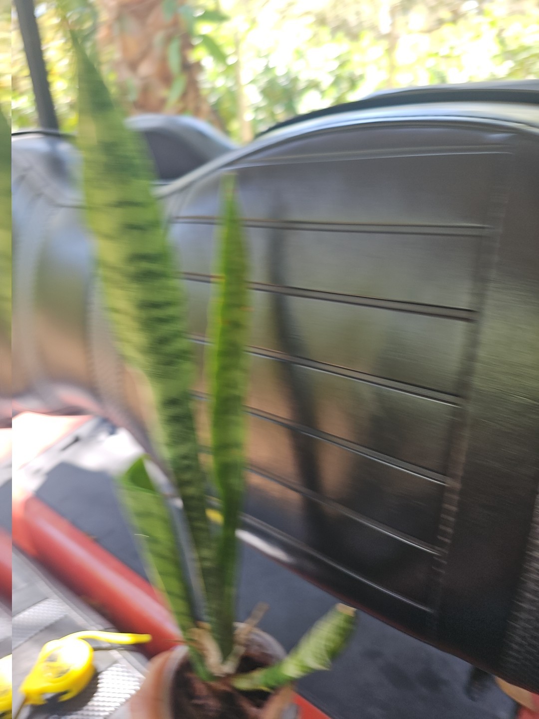 Sansevieria Zeylanica Succulent Mother in Law Plant Bare Root 18″