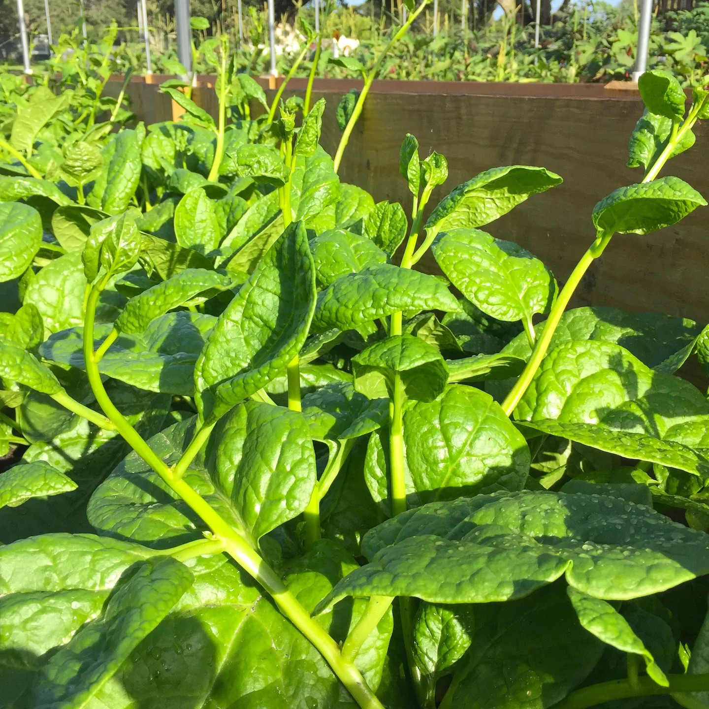 Giant Malabar Spinach Seeds | Round Leaf Green Vine Lettuce Vegetable Seed 2024