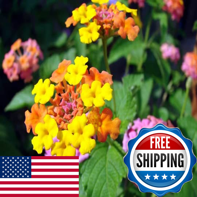 Daylily Nursery 3 Miss Huff Lantana Camara Flowers Cold Hardy-3.5 Inch Pots