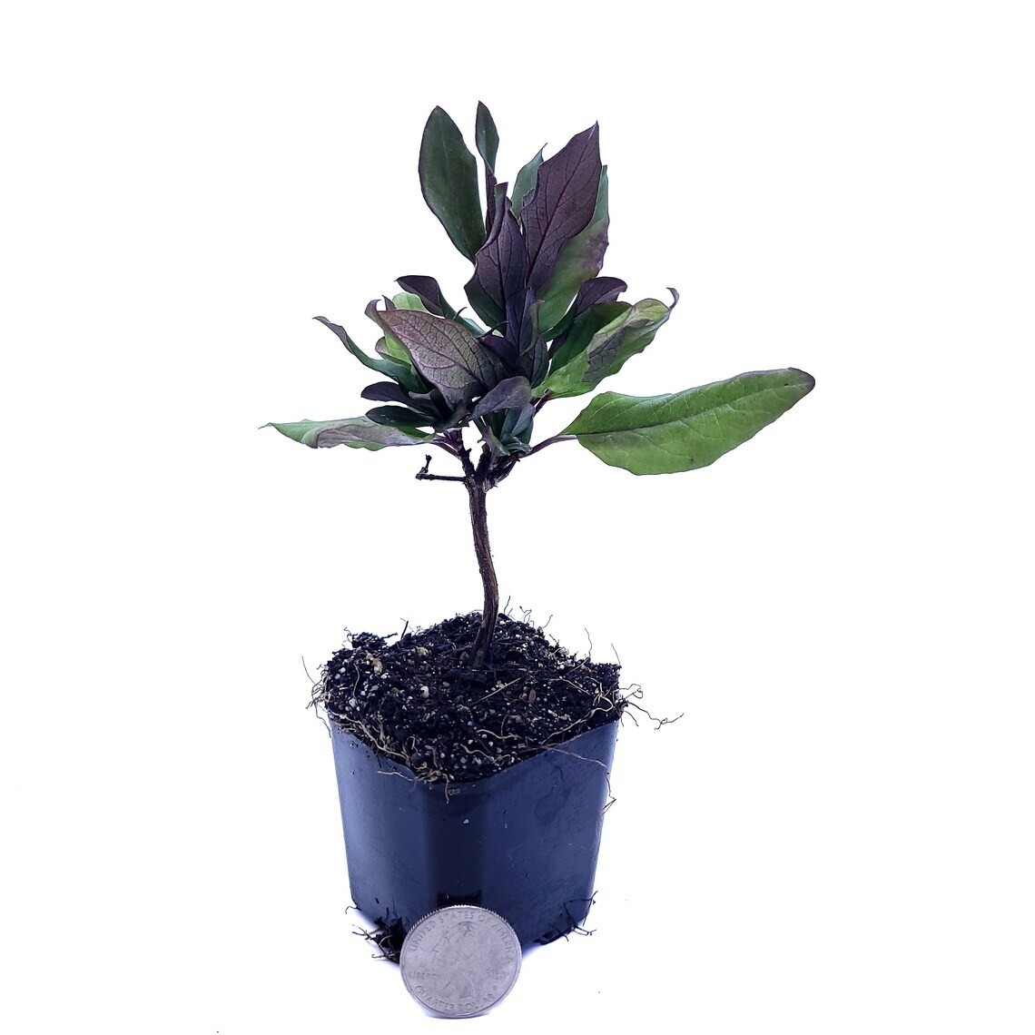 Japanese Climbing Honeysuckle Live Plant Fragrant Flowers Purple Leaves 2″ Pot