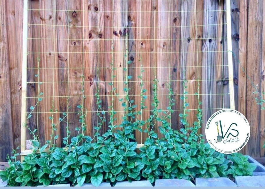 10gr = 320+PCS GREEN MALABAR SPINACH SEEDS, MỒNG TƠI XANH, 爬藤木耳菜