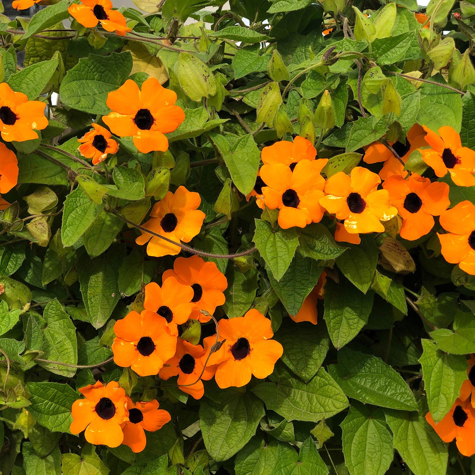 Sunrise Orange Thunbergia Seeds – 100 Pcs Climbing Vine for Low Maintenance