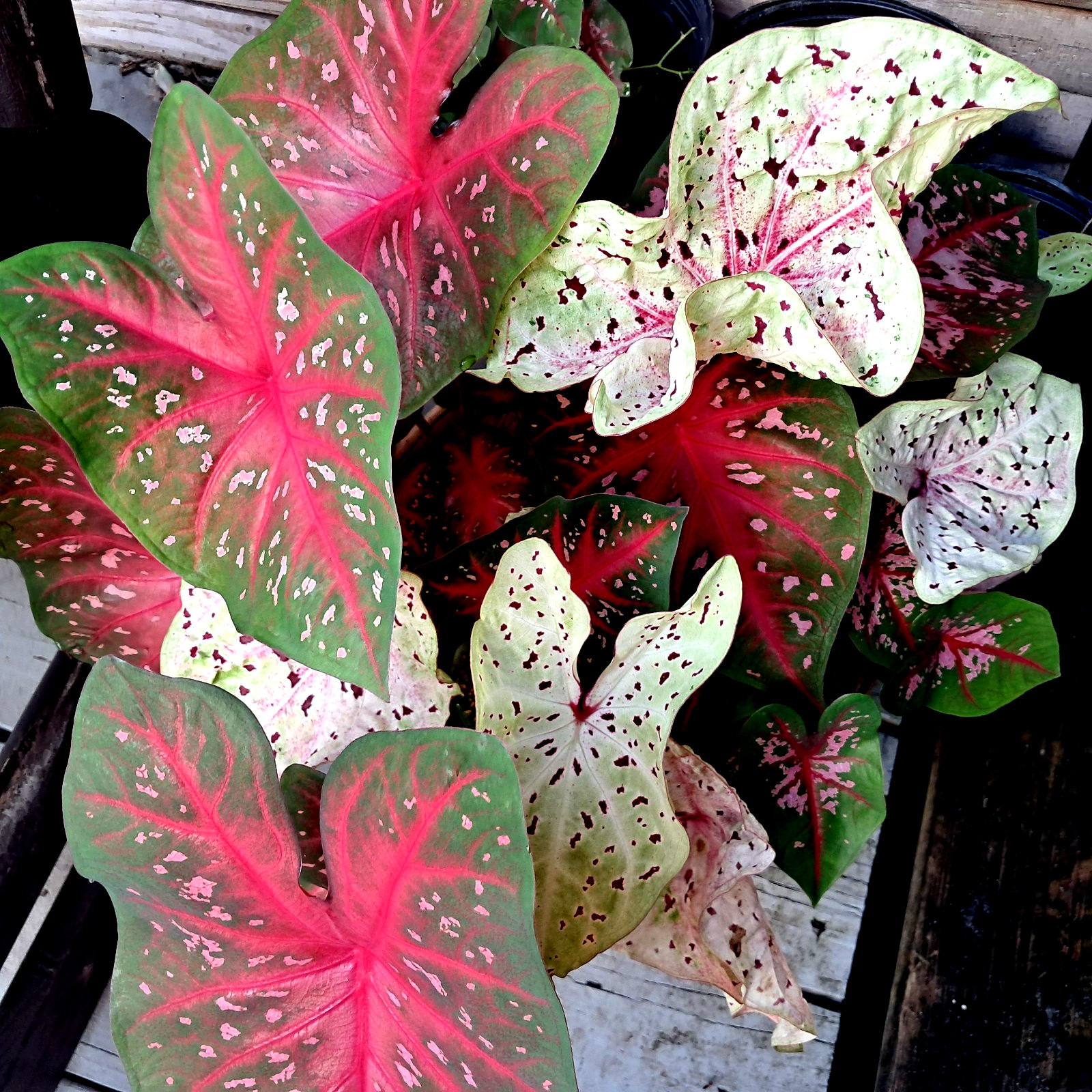 Caladium Bulbs for Planting , Mix 4 Bulbs Multi Colors from Florida