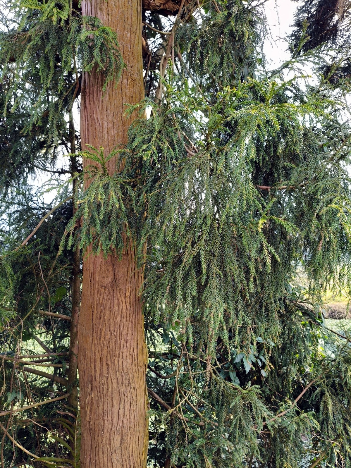 Taiwan Cedar Coffin Tree Seeds (Taiwania cryptomerioides) Rare Evergreen Conifer