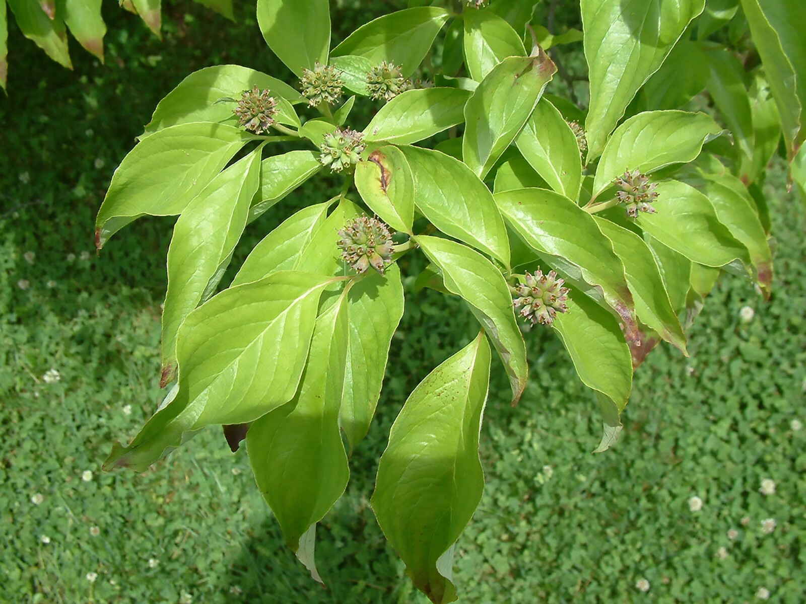 White Flowering Dogwood, Cornus florida, Tree Seeds