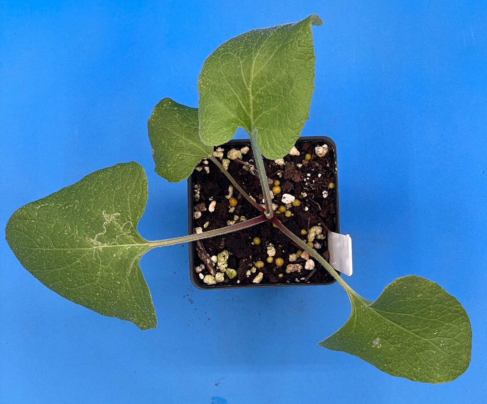 Burdock Starter Plant – Gobo – Arctium lappa