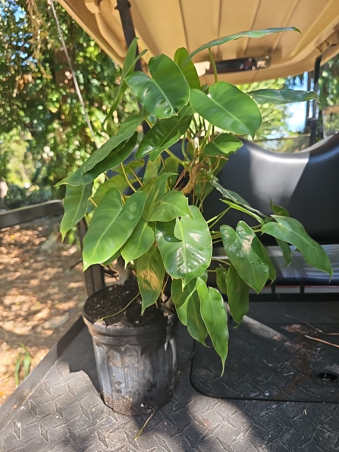 XL Philodendron Burle Marx Live Plant Green Leaf rooted multi grow