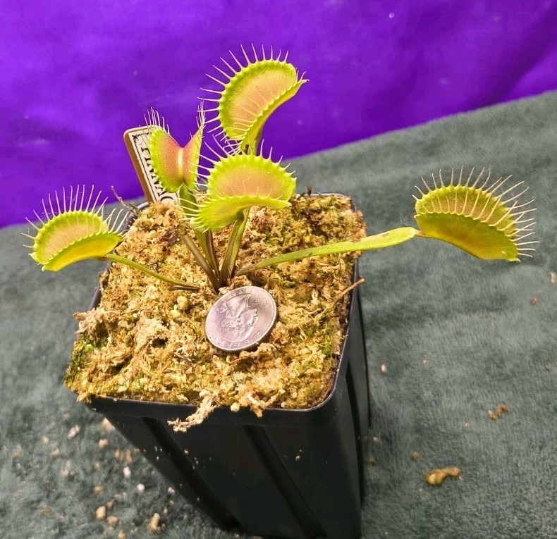 Venus Flytrap PINNACLE Large Carnivorous Plant