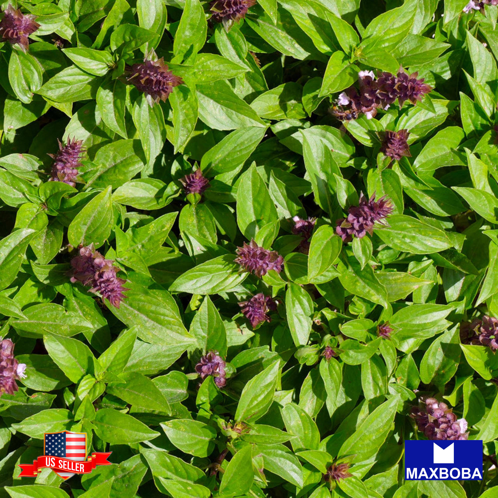 Basil Seeds Anise Non-GMO Heirloom