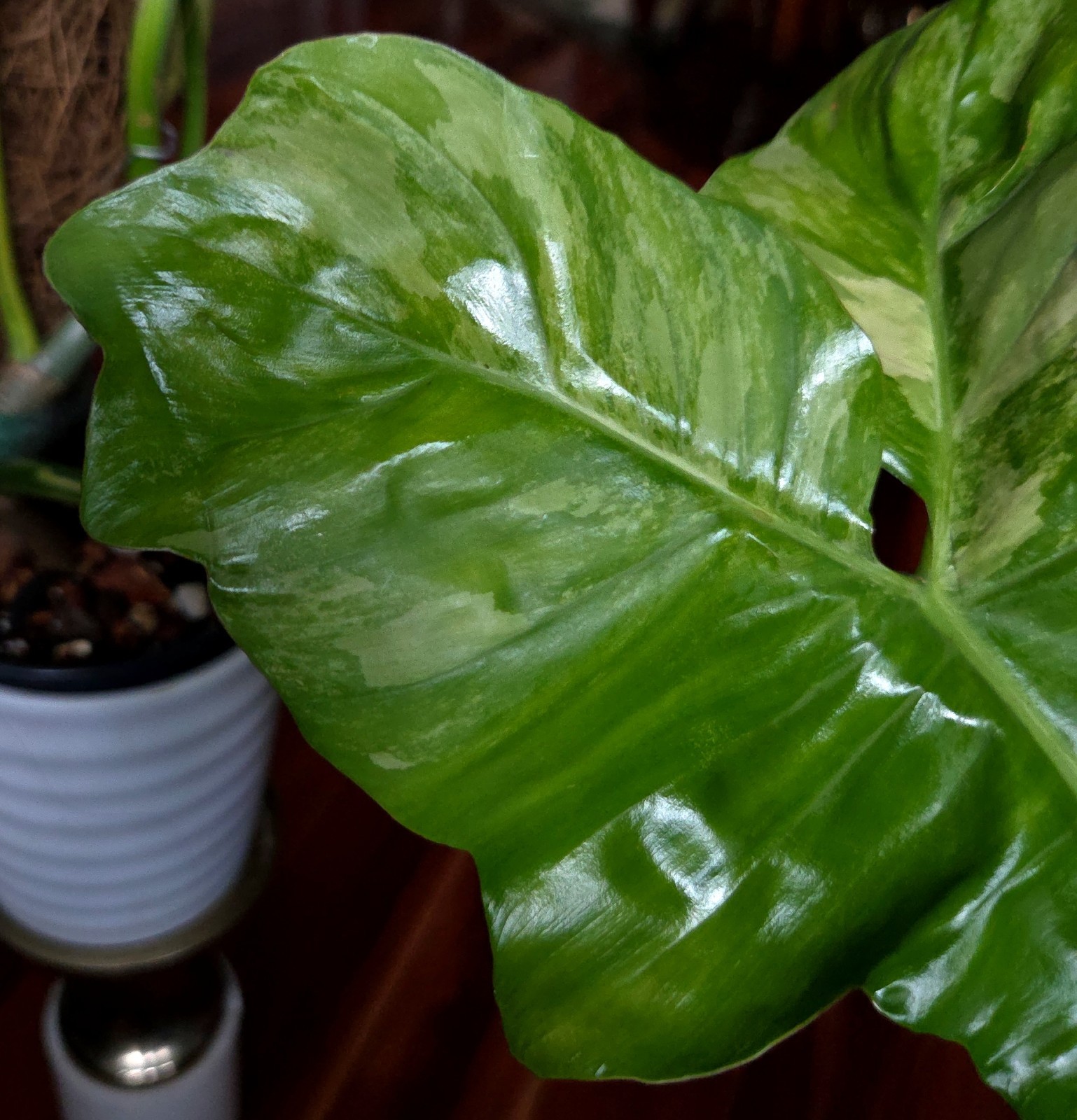 Rare XL Philodendron Florida Beauty X Paraiso Verde 28″ Wide 14″ Leaf Monstera
