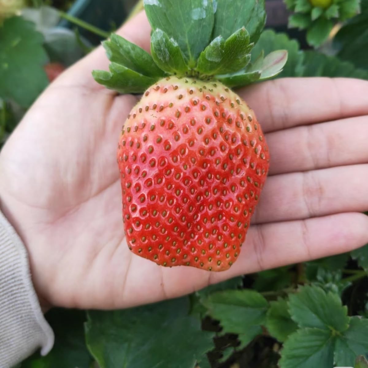 300+ GMO-Free Strawberry Seeds – Sweet, Delicious, & Pet Friendly for Planting