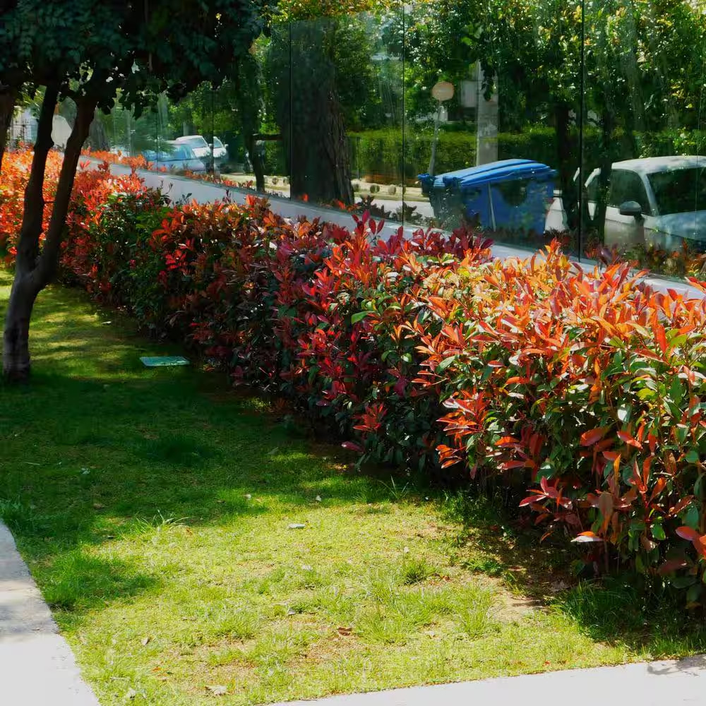 5-Container Red Tip Photinia Evergreen Privacy Shrub (2-Pack)