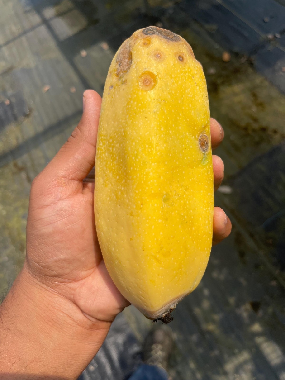 Rare Babaco Mountain Papaya Live Plant Exotic Fast Growing Fruit Tree 4 Pack