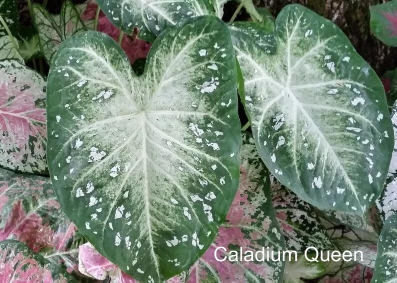 Caladium ‘Stardust’ Size #2 (2 BULBS) (You get 2 bulbs)